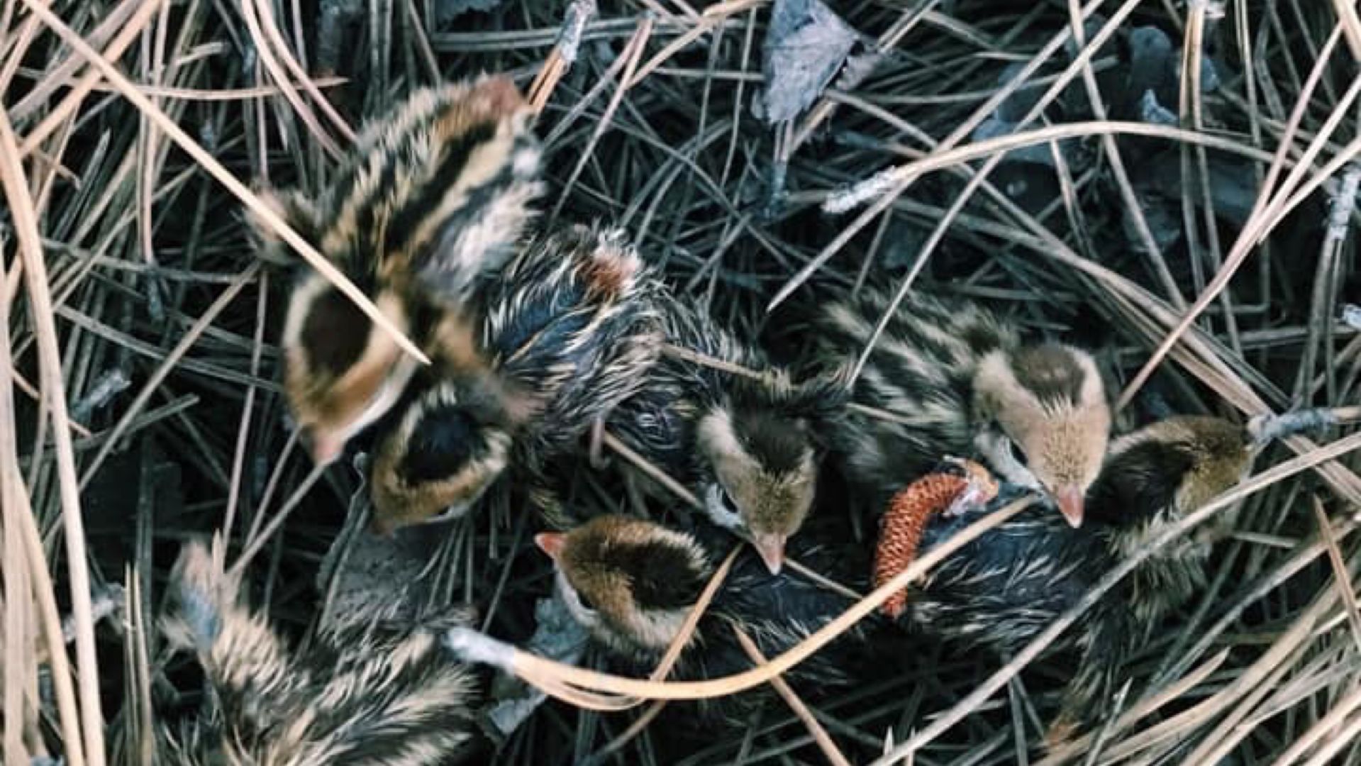 Quail photo 2